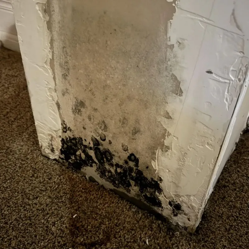 Professional Mold Removal in Surgoinsville, TN